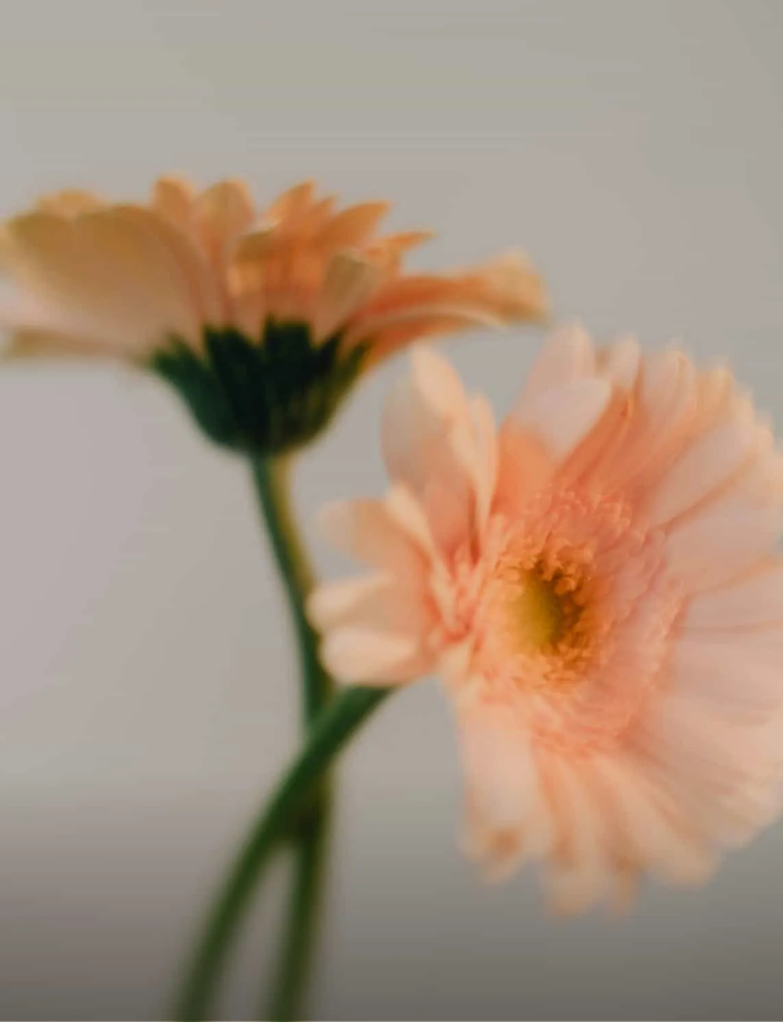 Flores de gerbera en tono durazno