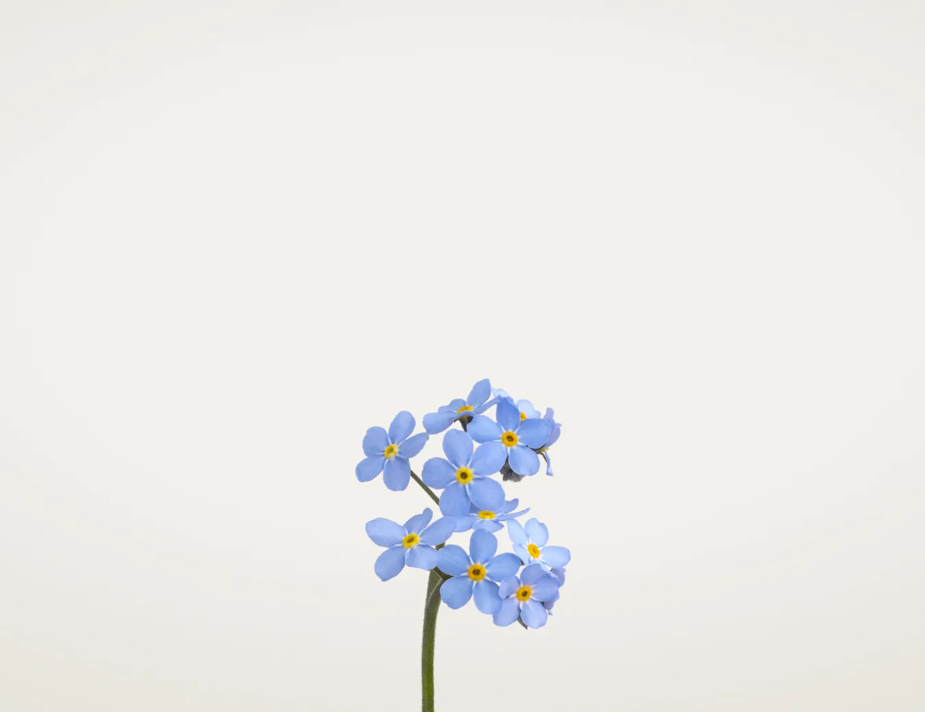 Flores azules sobre fondo blanco