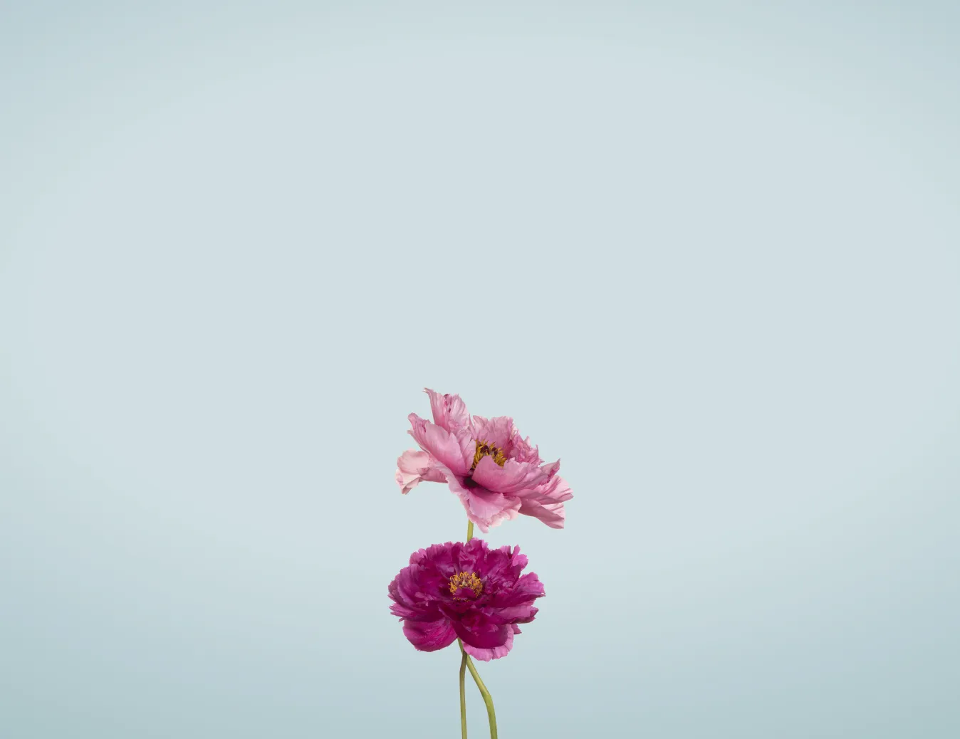 Flor de cosmos rosa sobre fondo claro
