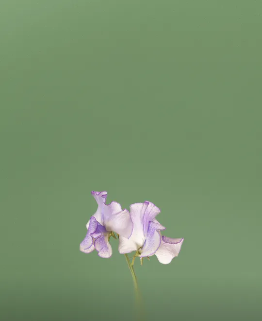 Flor lila sobre fondo verde