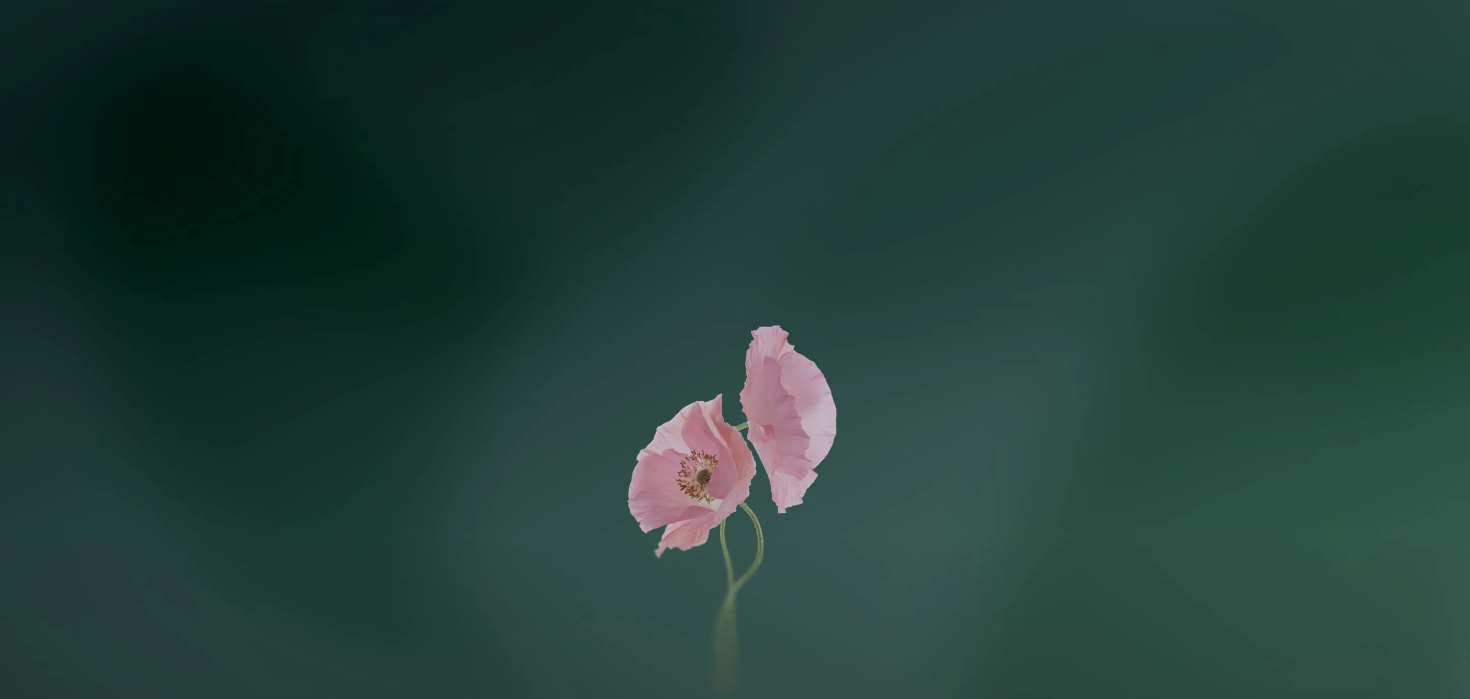 Amapolas rosas sobre fondo verde oscuro