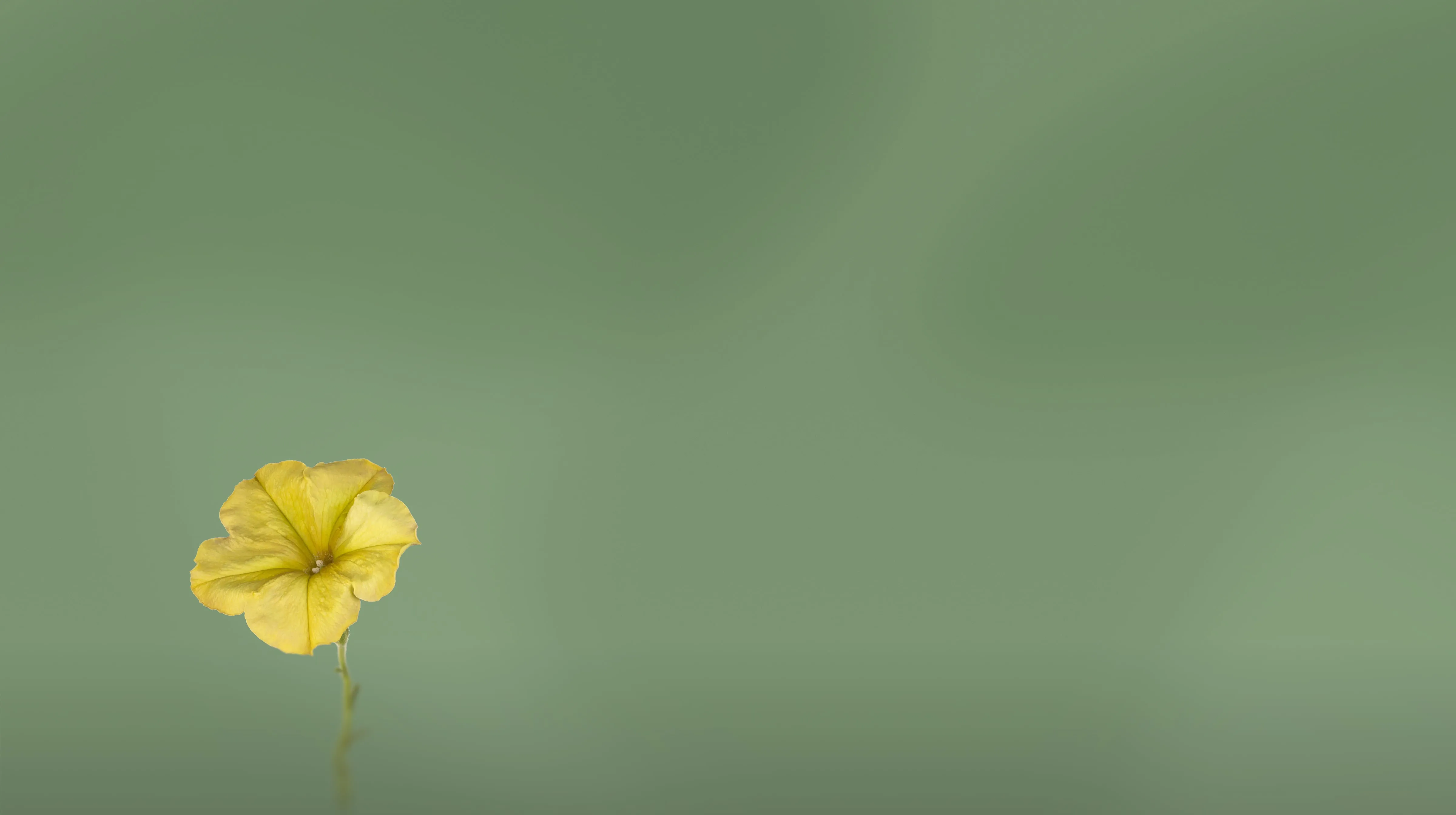Flor amarilla sobre fondo verde