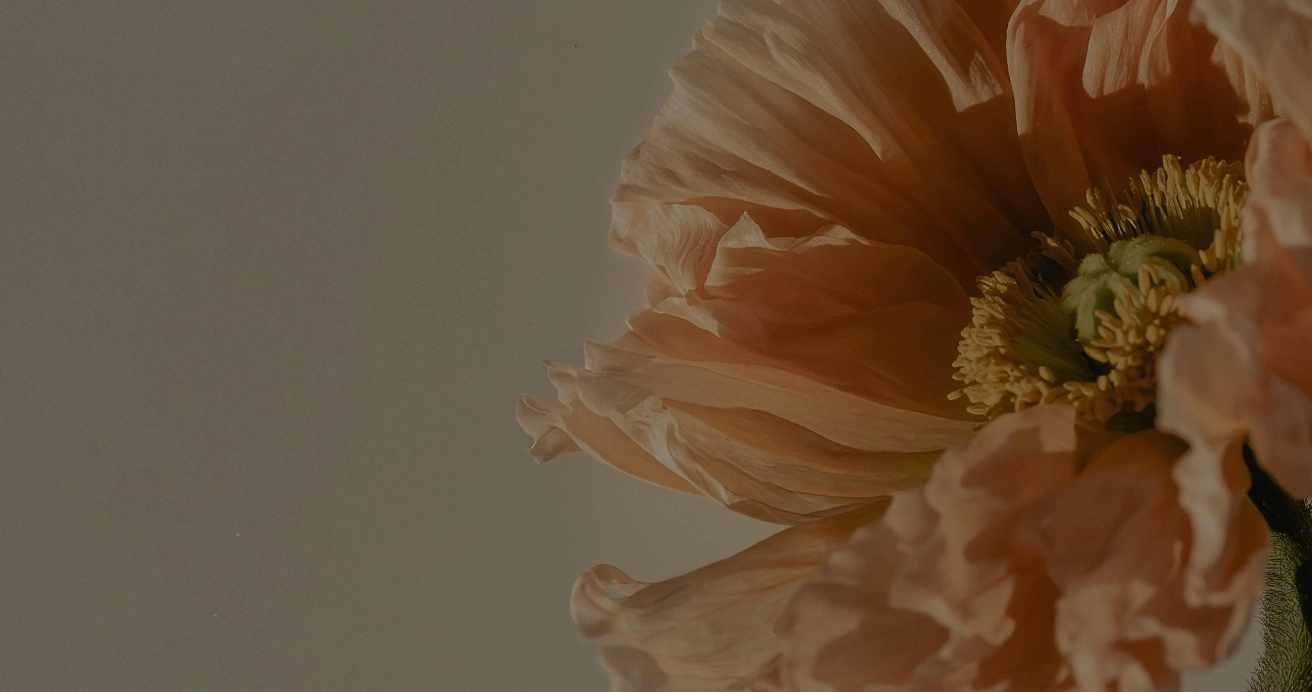Flor de amapola en tono durazno