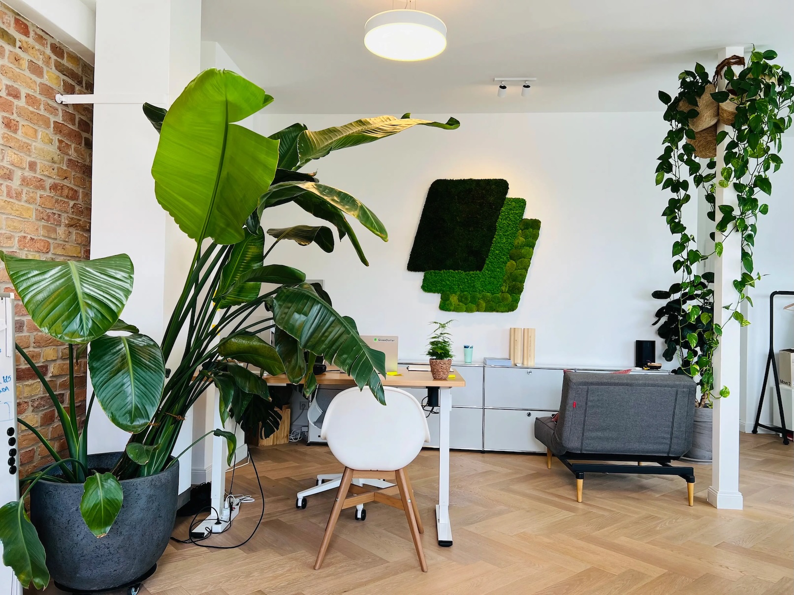 Modern office space with large green plants, white desk, chair, and a grey sofa on hardwood floor.