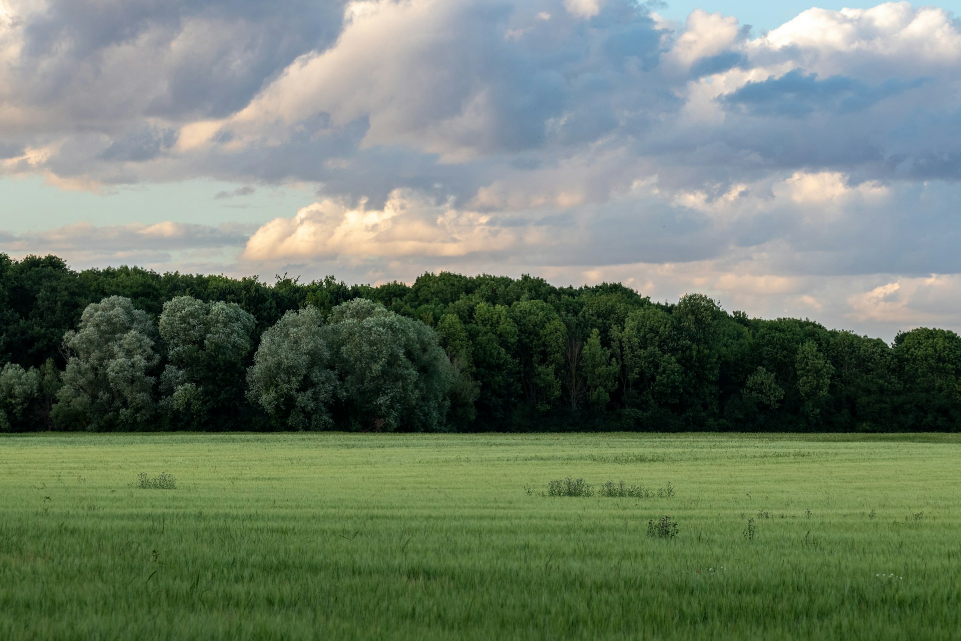 Wiese vor einem Waldstreifen unter bewölktem Himmel