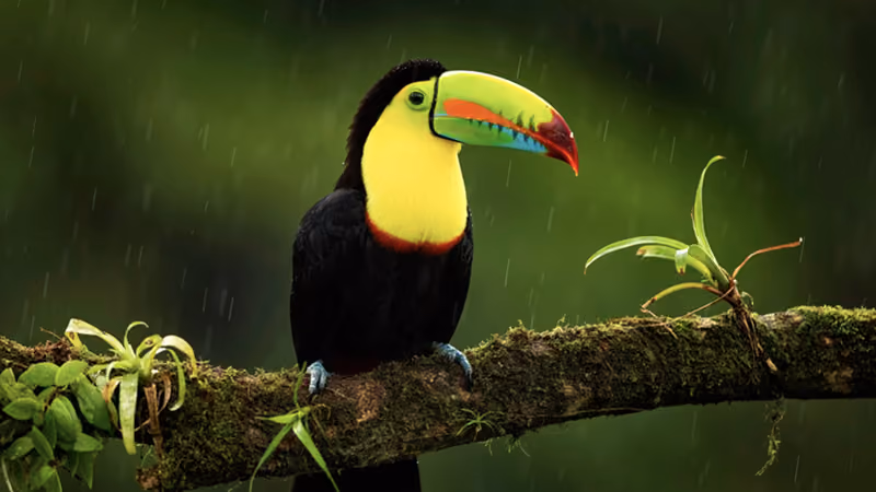 Nature and wildlife in Nosara's tropical gardens and jungle trails