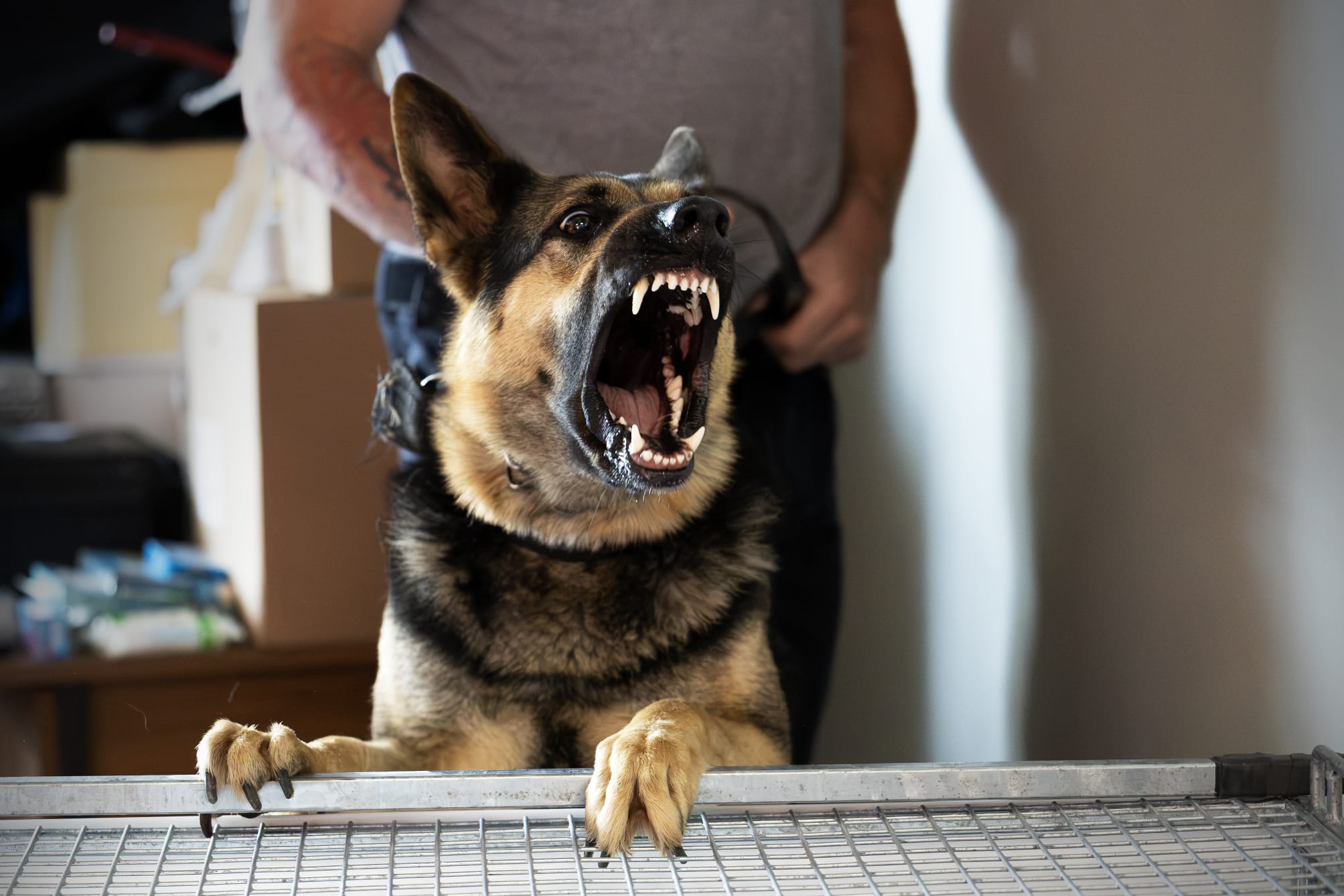 K9 handler training with a German Shepherd, DART Ireland