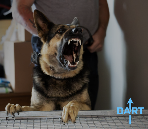 K9 handler training with a German Shepherd, DART Ireland