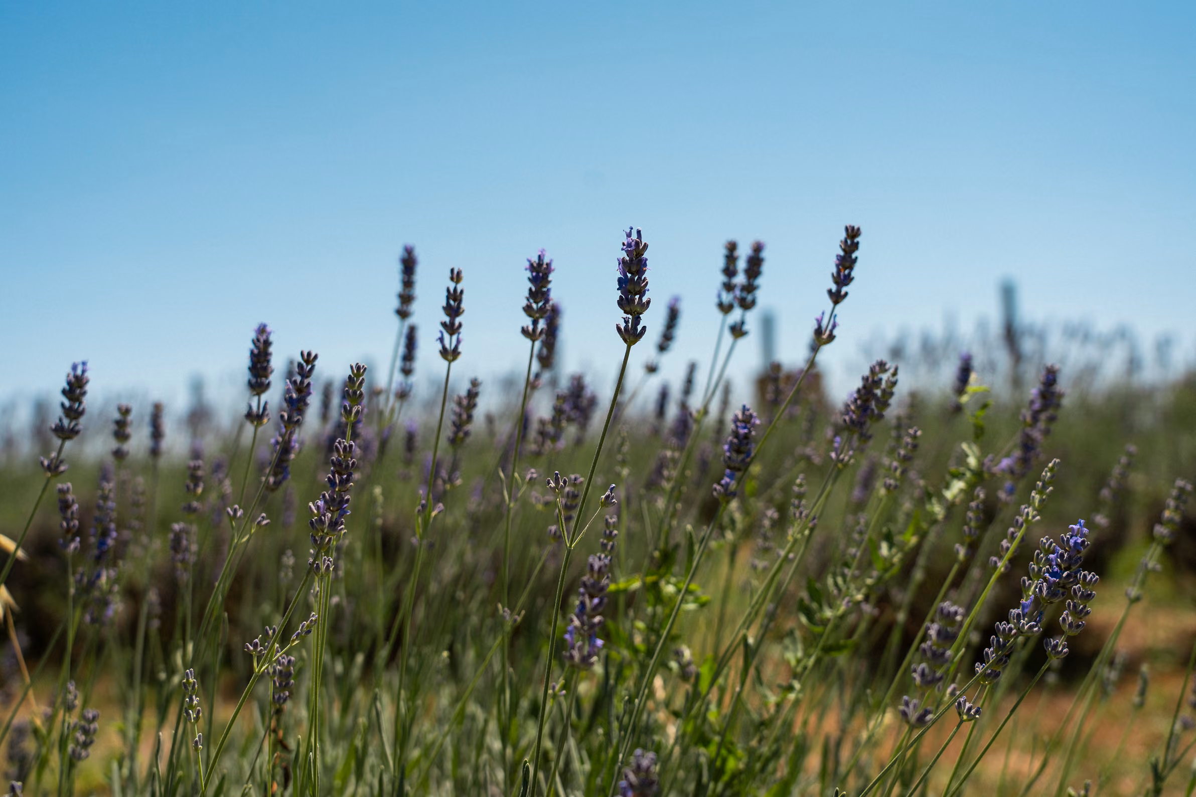 Un campo di lavanda al Glamping per coppie Due cuori e una Yurta