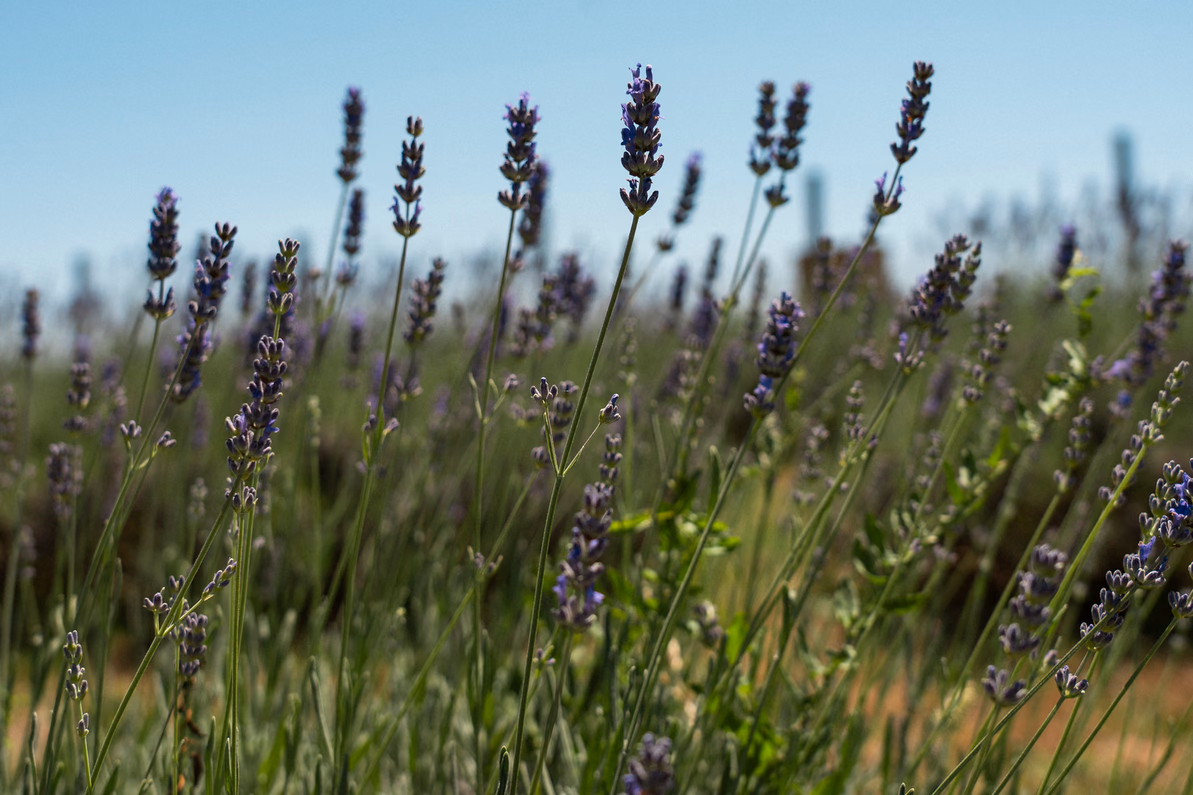 Un campo di lavanda al Glamping per coppie Due cuori e una Yurta