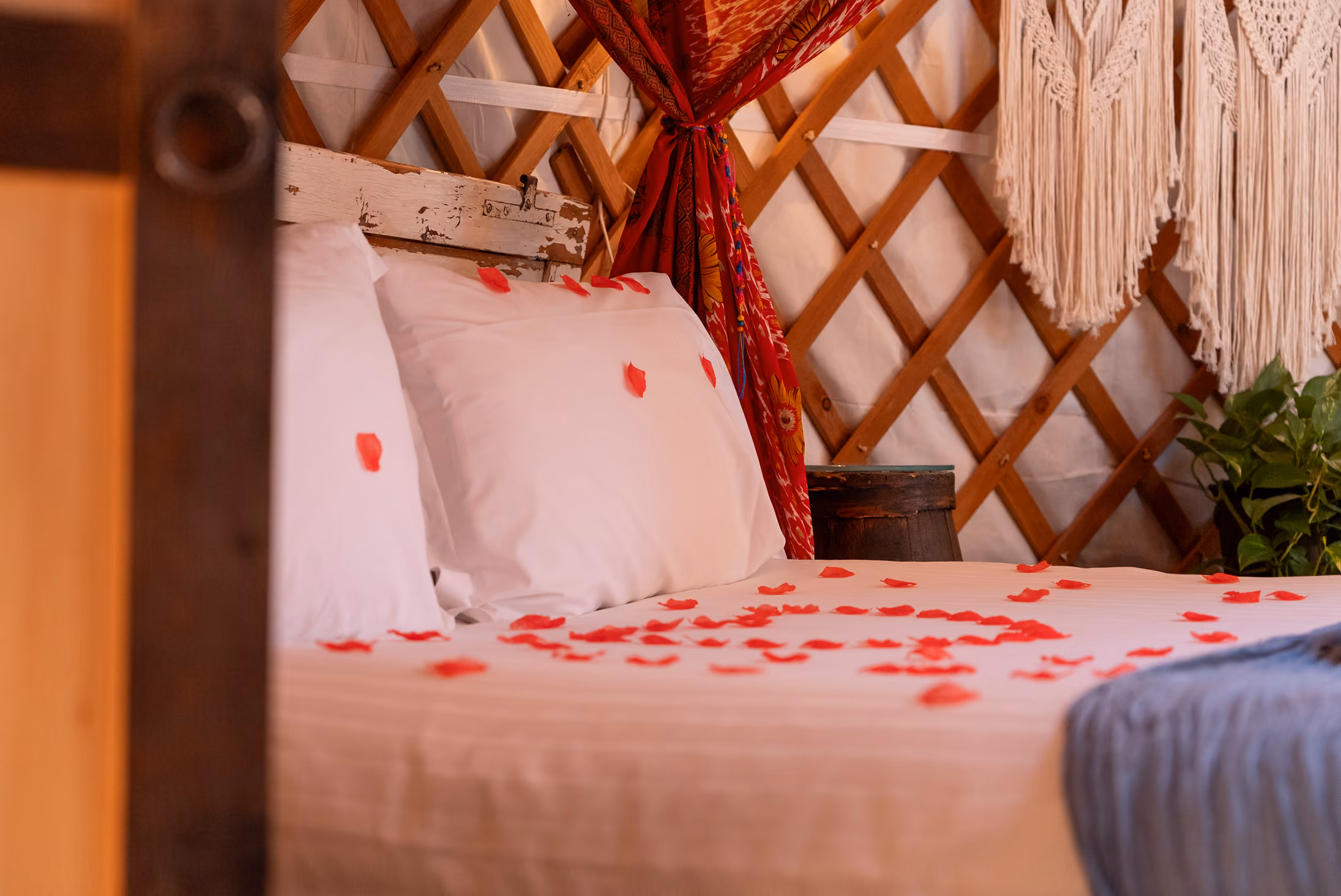 Petali sul letto, accoglienza romantica all'arrivo al Glamping per coppie Due cuori e una Yurta