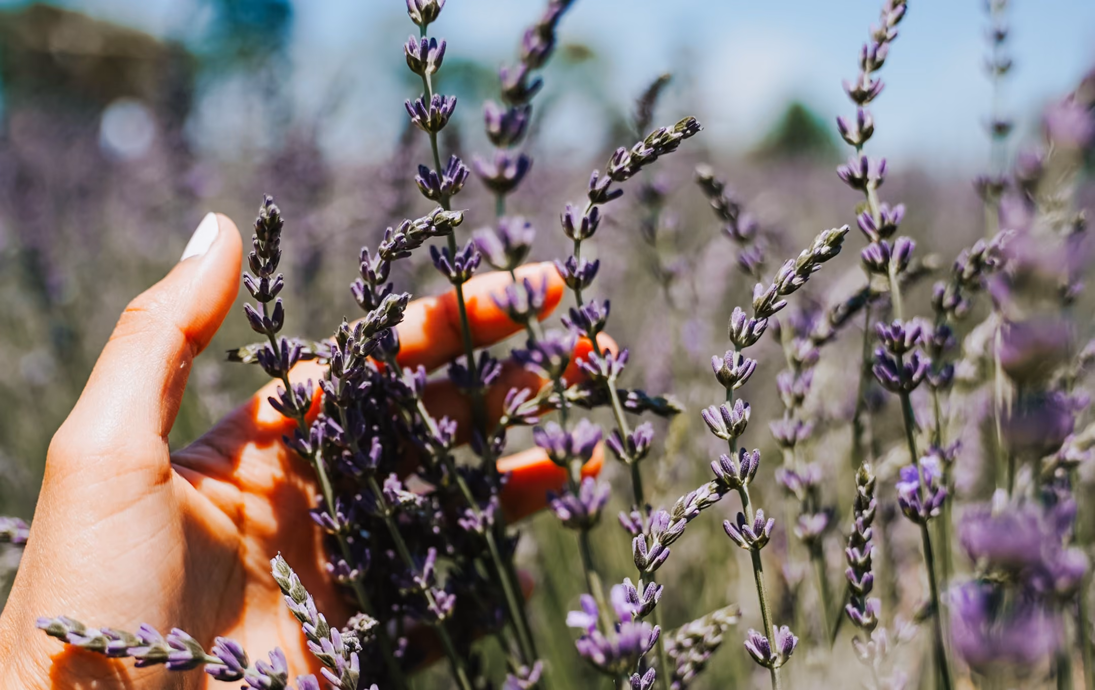 Lavanda al Glamping per coppie in Toscana Due cuori e una Yurta