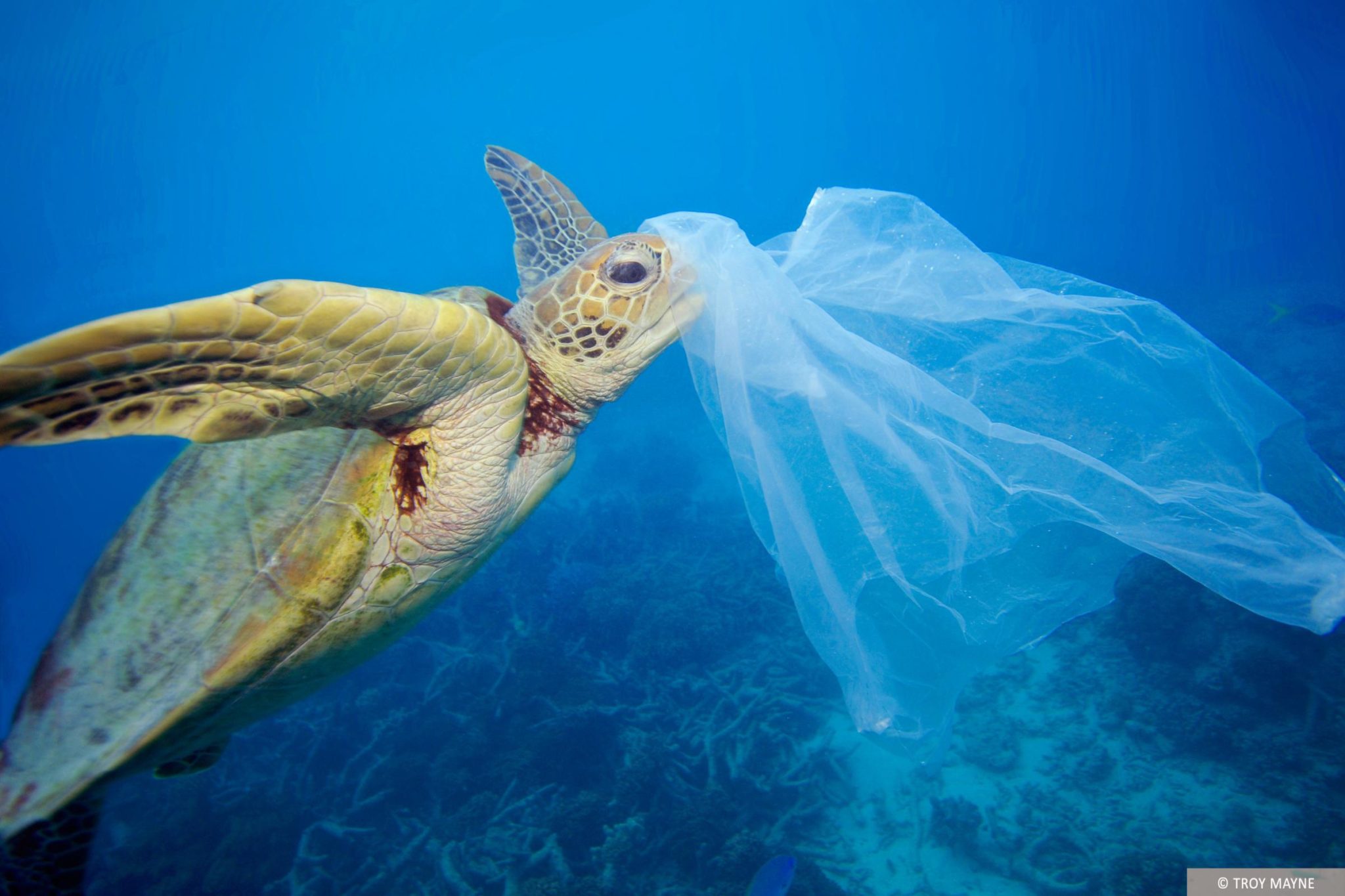 A sea turtle swimming towards a drifting clear plastic bag it may mistake for food.