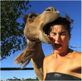 A camel leaning in to nibble a woman's hair as she pulls a startled face, an unposed moment used to discuss selfie culture.