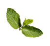 Leaf image
