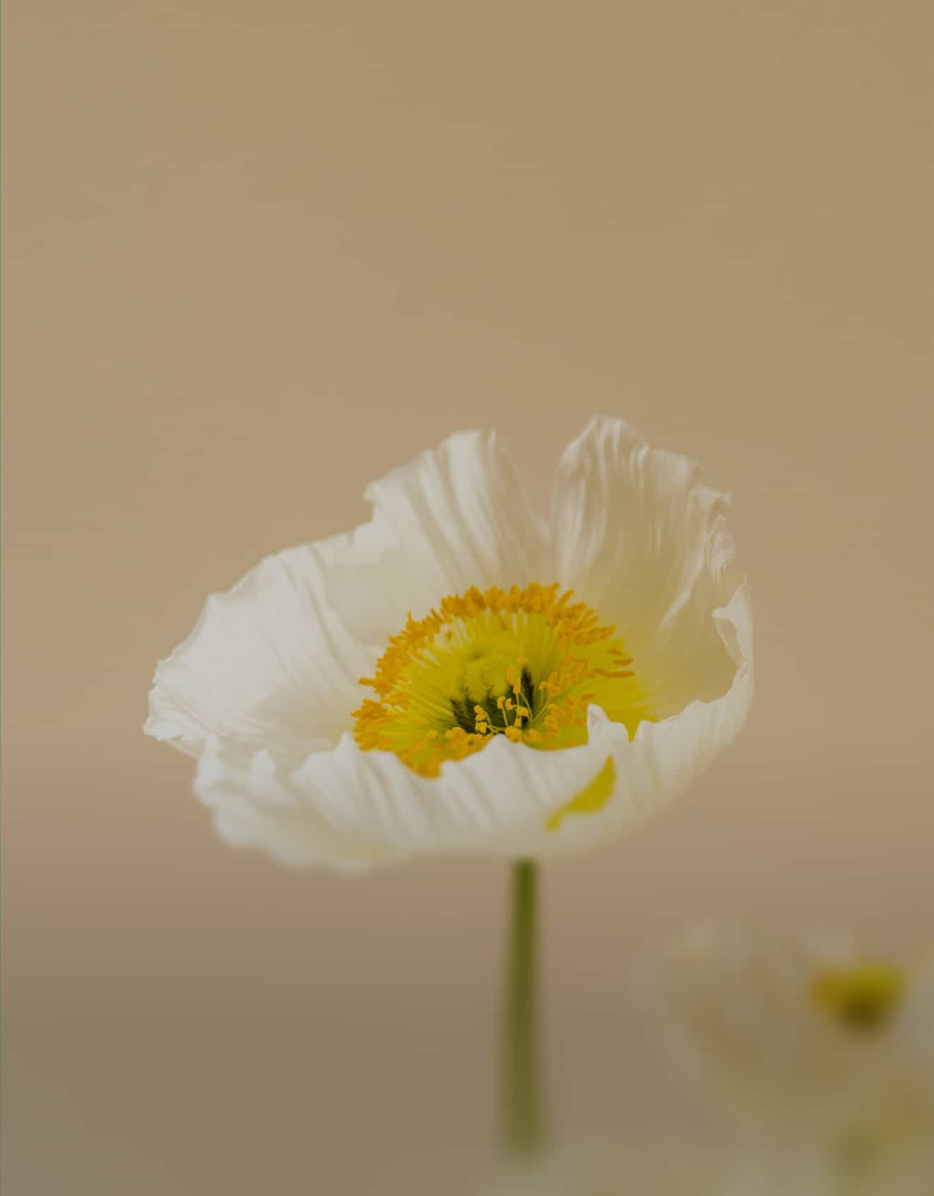 Flor de amapola blanca