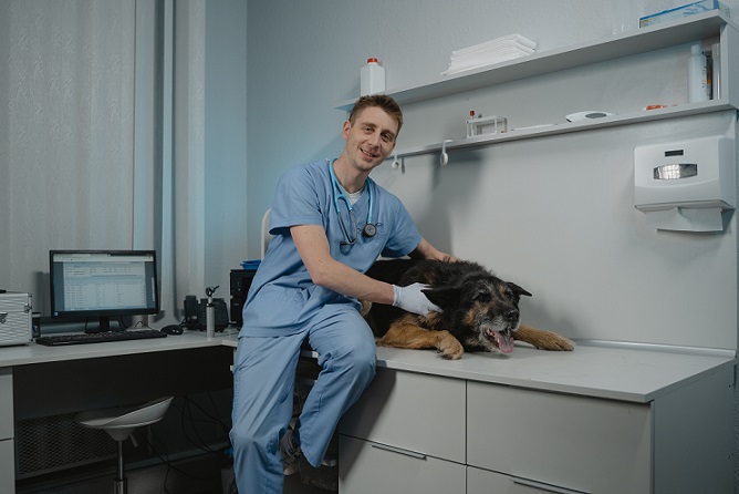 vet, veterinary lawyer