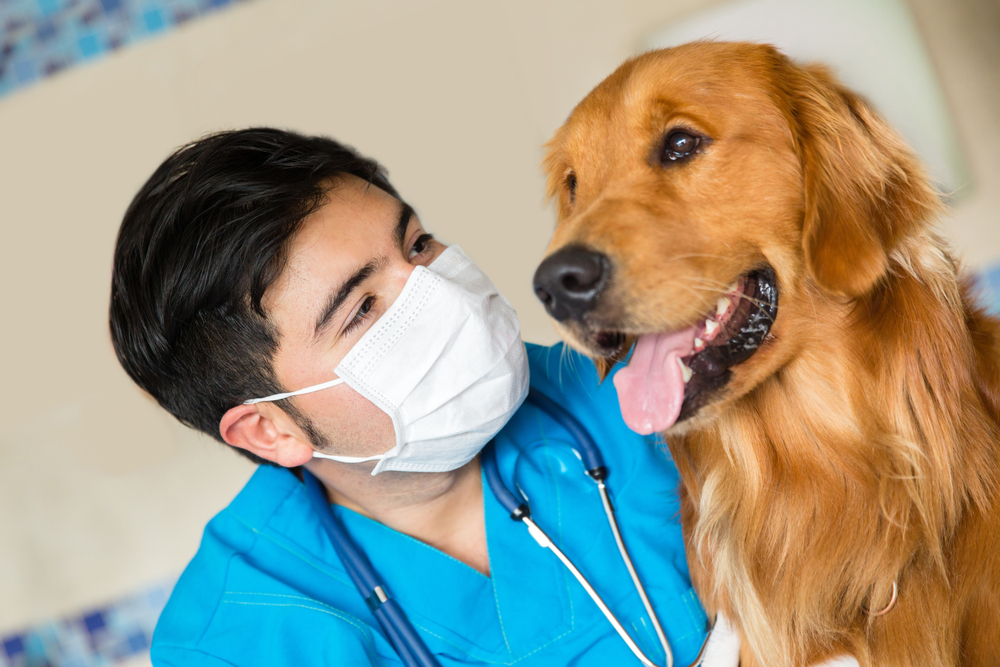 veterinary attorney, veterinary lawyer, veterinarian, vet practice, veterinary clinic