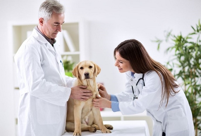 veterinarian, veterinary practice, vet lawyer, vet attorney,