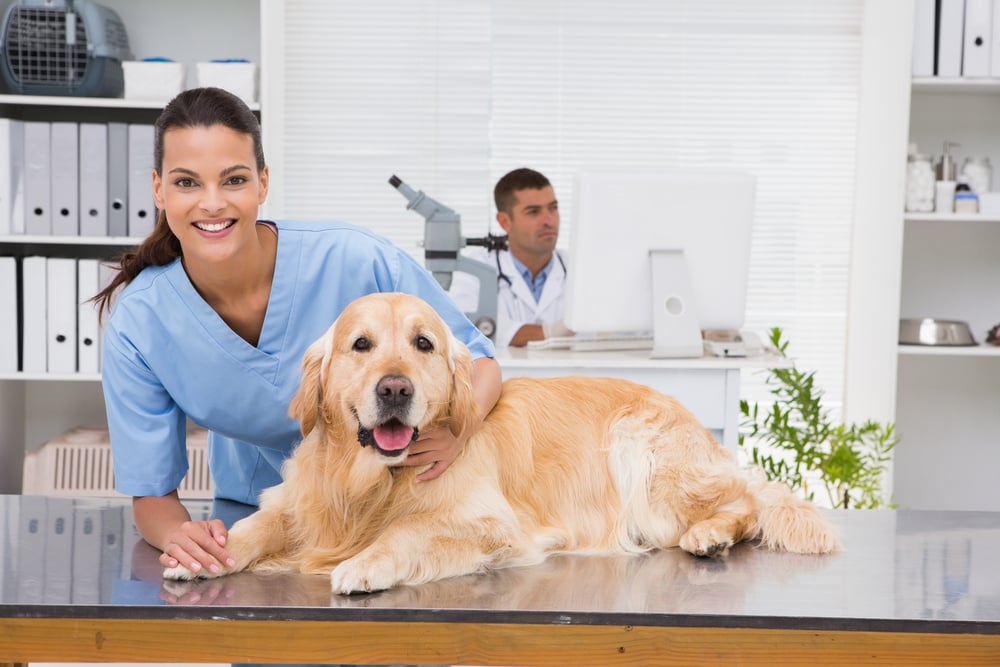 veterinarian, vet, vet lawyer, vet attorney
