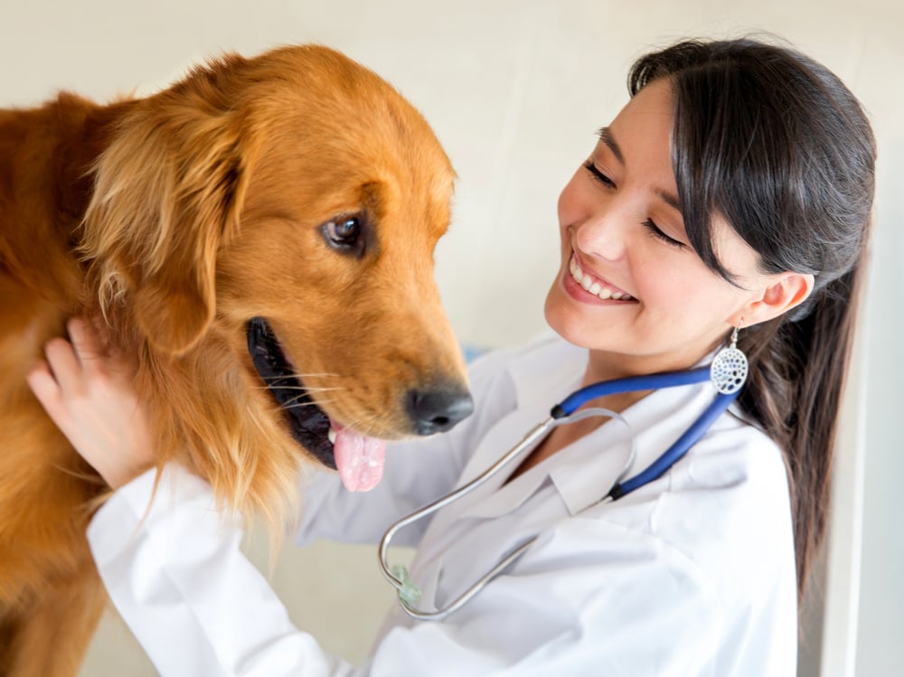 veterinarian, vet, vet lawyer, vet attorney