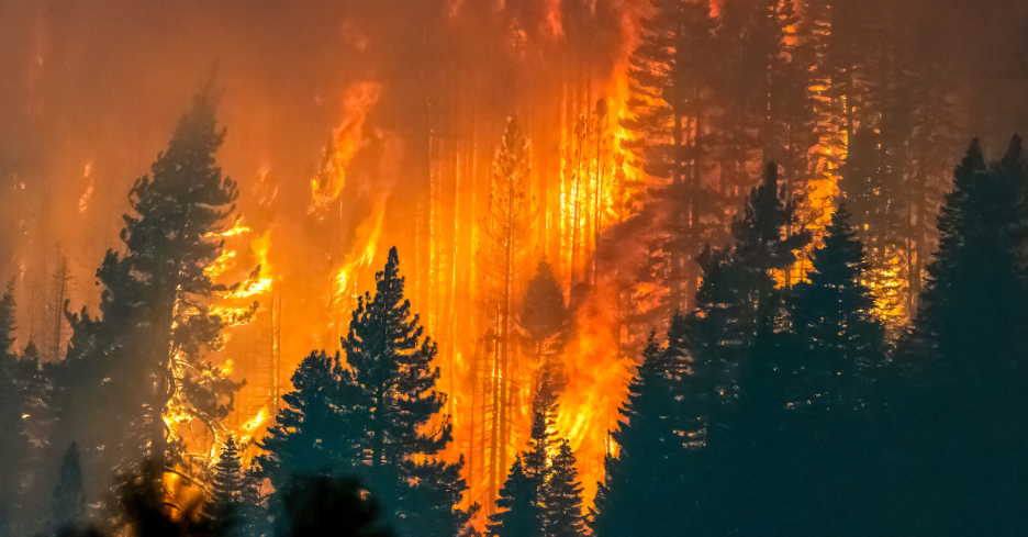 Bright orange flames engulf tall pine trees in a forest wildfire at night.