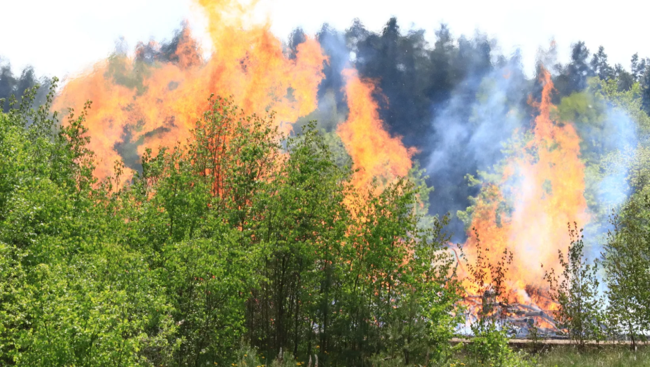 Large flames and smoke burning through tall trees and green vegetation in a forest area.
