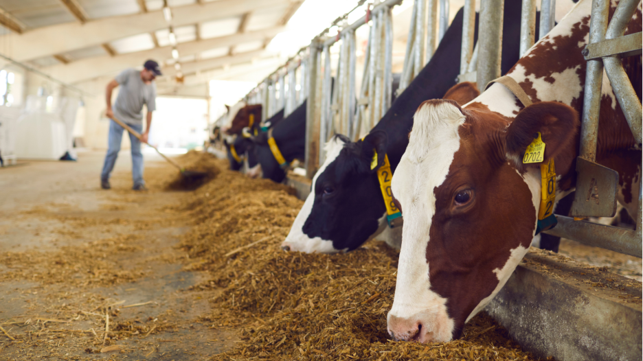 Several dairy cows with yellow ear tags are feeding on hay inside a barn, while a farmer in a grey shirt and blue jeans uses a pitchfork to manage the feed in the background.