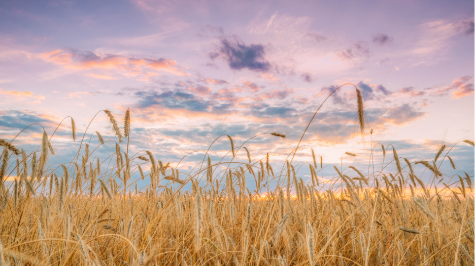 Golden wheat field under a colorful sky at sunset with light purple, pink, and orange clouds.