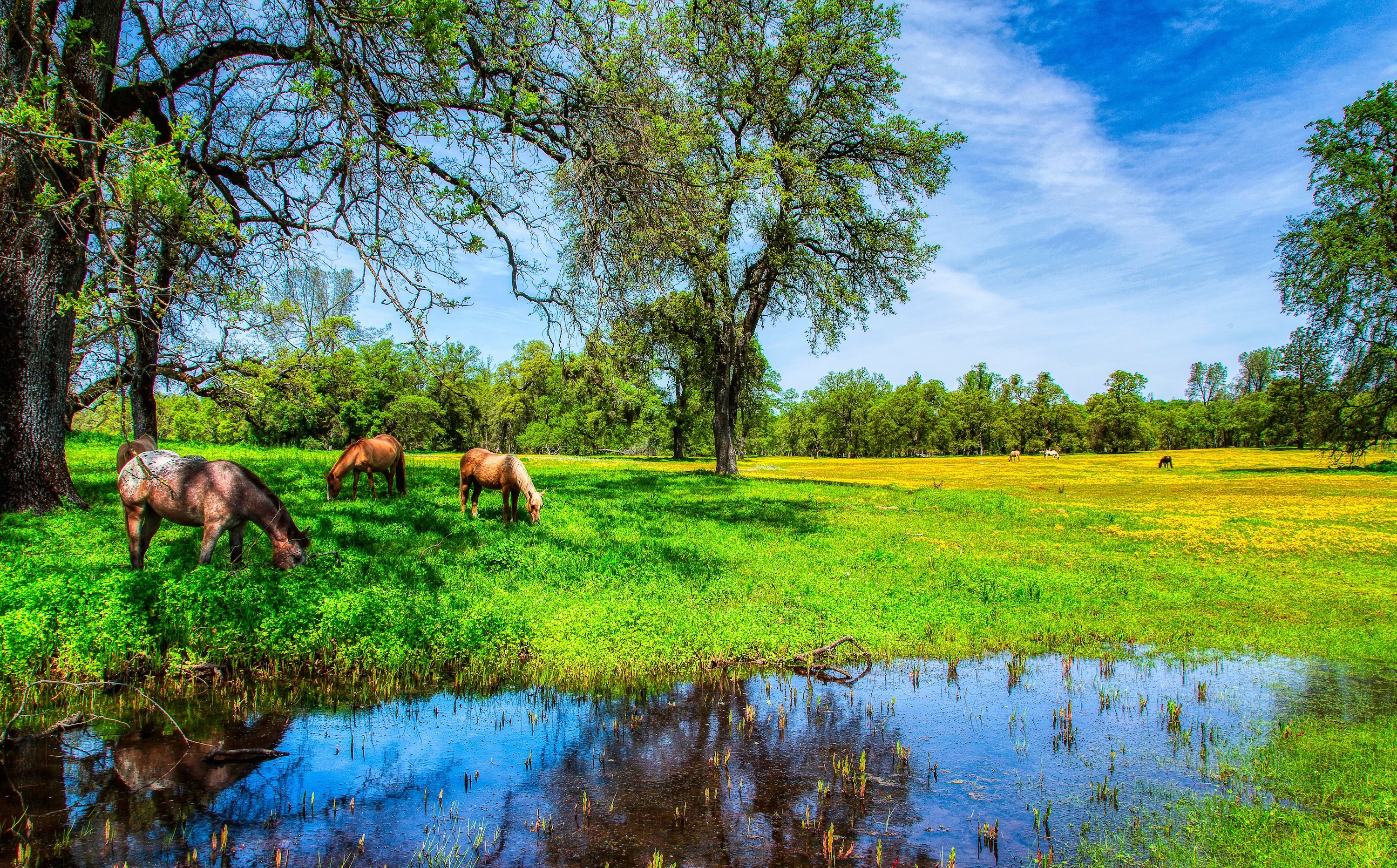Horses outside on the grass stock image