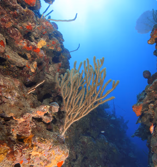 Underwater coral reef with sea fans and bright sunlight filtering through clear blue water.
