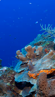 Underwater coral reef with various corals and a few small fish in deep blue water.