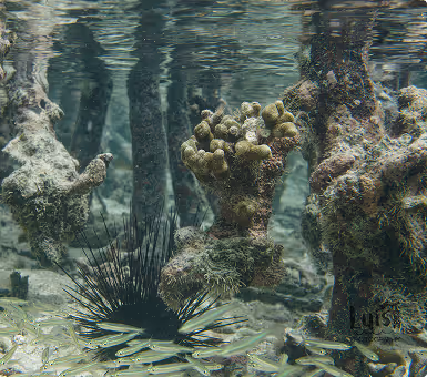 Underwater scene with coral, a black sea urchin, and a school of small fish.