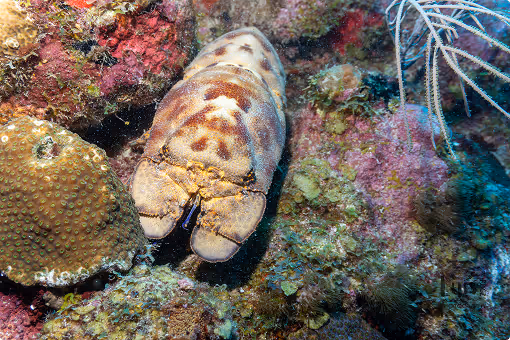 Close-up of a brown and white slipper lobster resting on colorful coral reef underwater.