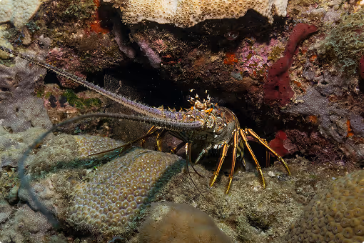 Spiny lobster with long antennae on coral reef underwater surrounded by marine life.