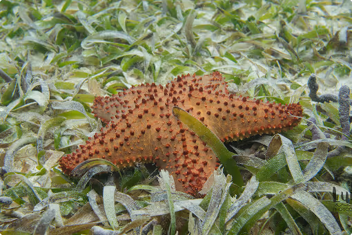 Red starfish with spiny texture lying on underwater green seagrass.