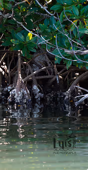 Mangrove tree roots extending into calm water with green leaves above.