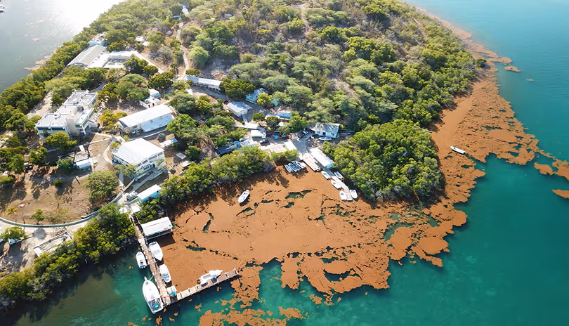 Aerial view of a small island with buildings, docks, boats, and dense vegetation surrounded by blue water.
