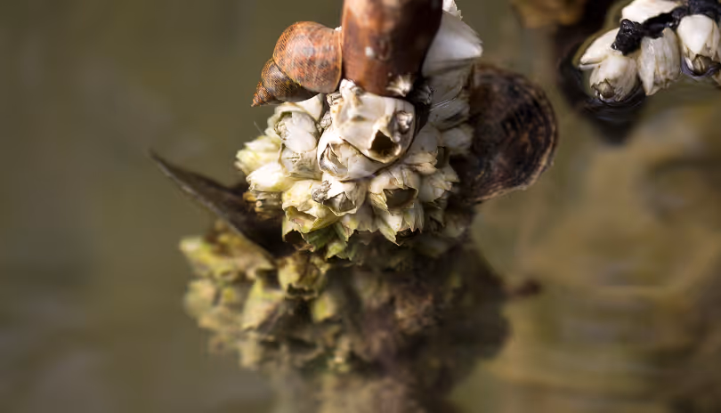 Close-up of barnacles and a small snail attached to a submerged branch in water.