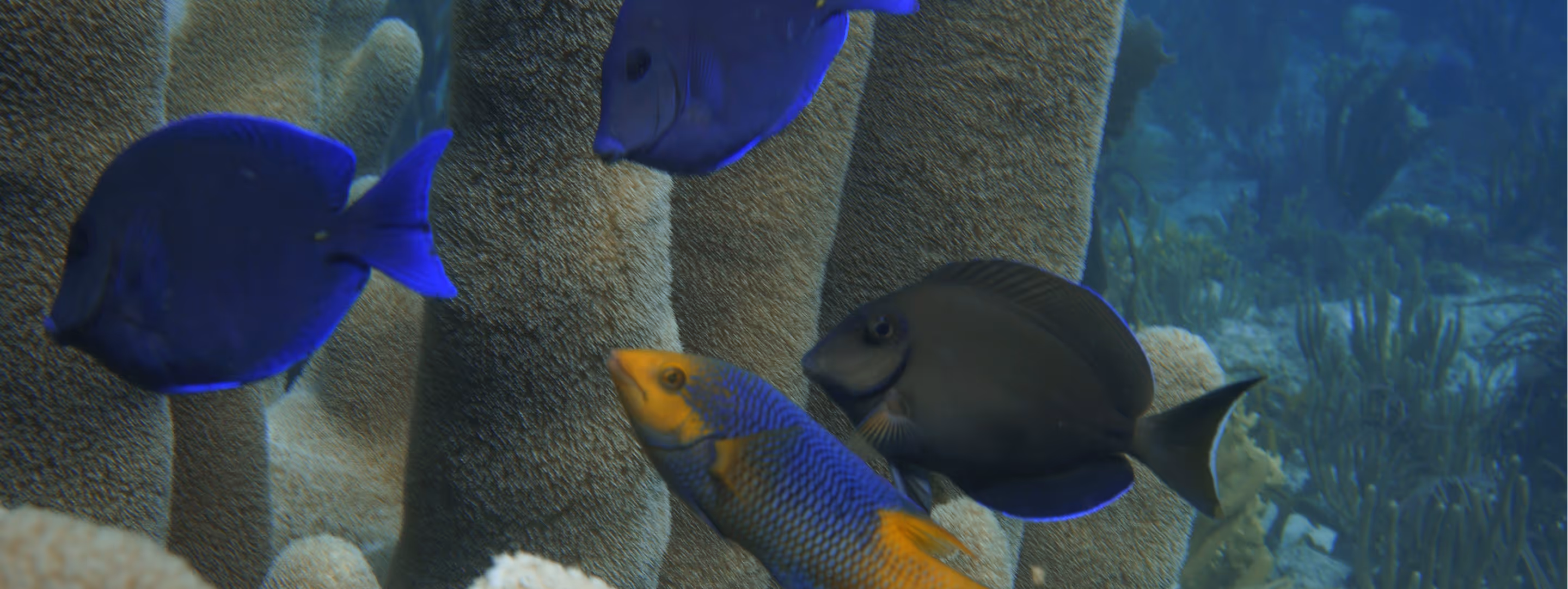 Four colorful fish swimming near large brown coral formations underwater.
