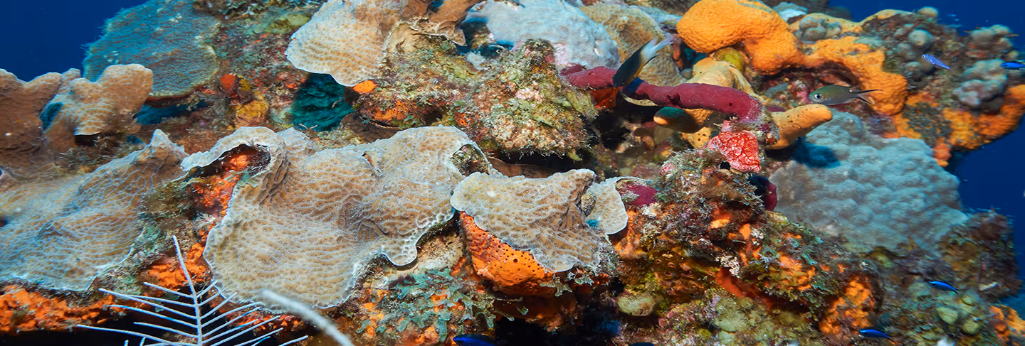 Colorful coral reef underwater with orange, purple, and beige corals and small blue fish.