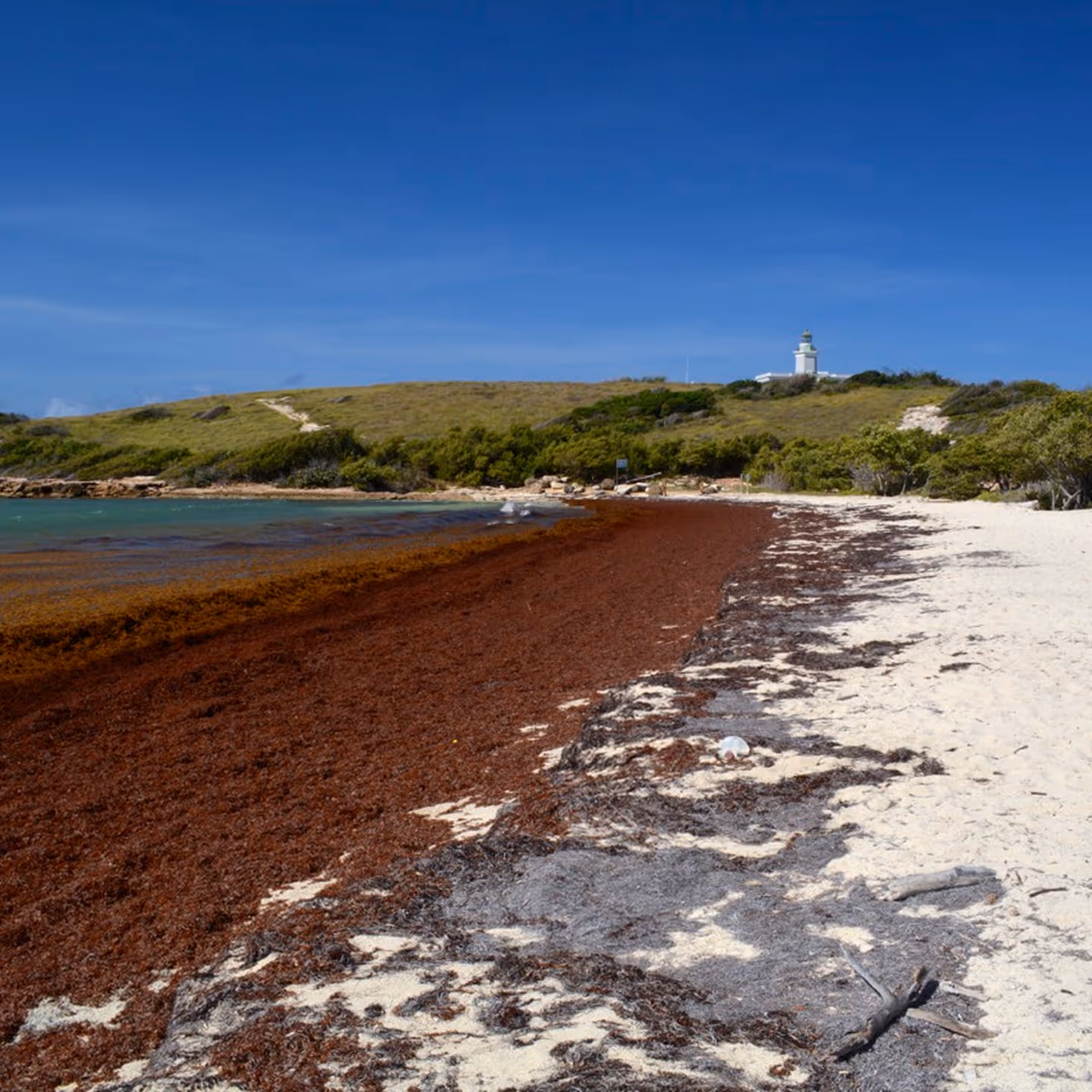 Beach covered in brown seaweed with grassy hill and white lighthouse in the background under blue sky.