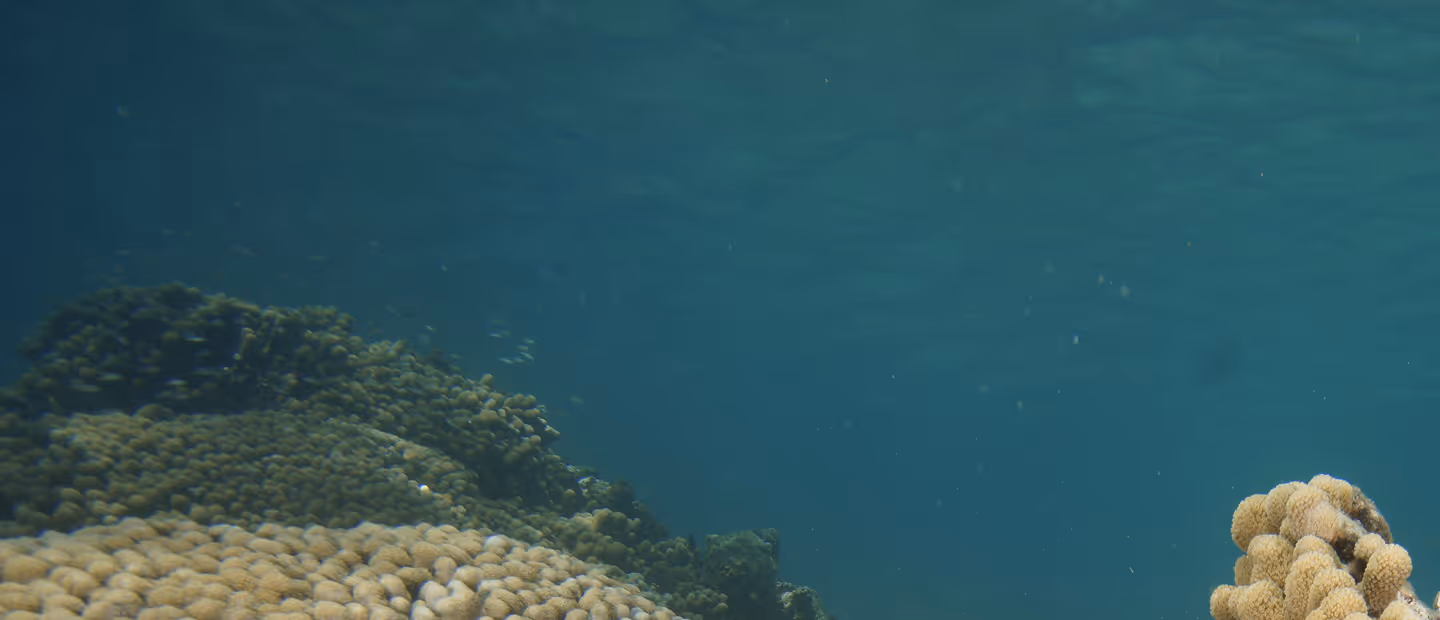 Underwater view of coral formations on the ocean floor with clear blue water above.
