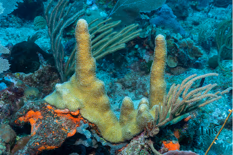 Underwater view of coral reef with yellow finger corals and soft coral structures.