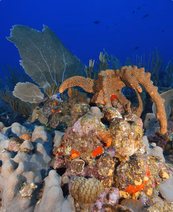 Underwater coral reef scene with orange sponge, purple coral, and a blue sea fan in clear water.