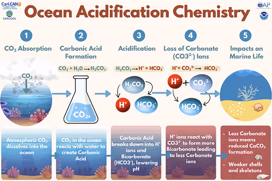 Diagram showing ocean acidification chemistry from CO2 absorption to impact on marine life shells and skeletons.
