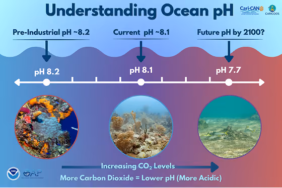 Diagram showing ocean pH changes from 8.2 pre-industrial to 8.1 current to 7.7 future with coral images