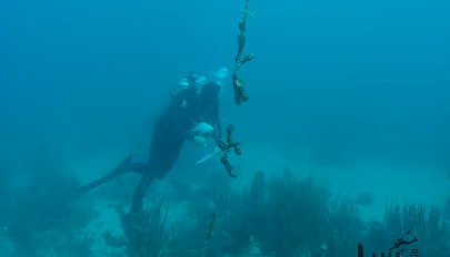 Diver underwater holding a rope with marine plants and coral on ocean floor below.