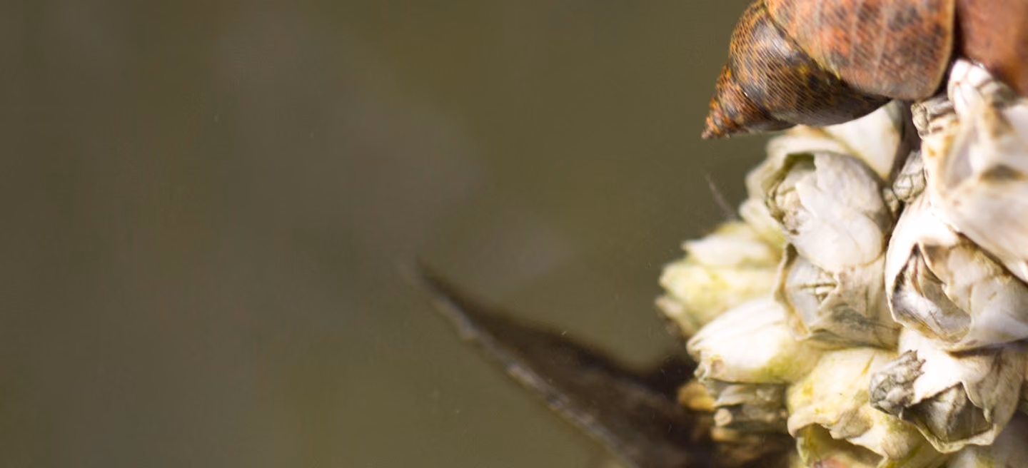 Close-up of shell-covered barnacles and a small spiral sea snail on the right side.