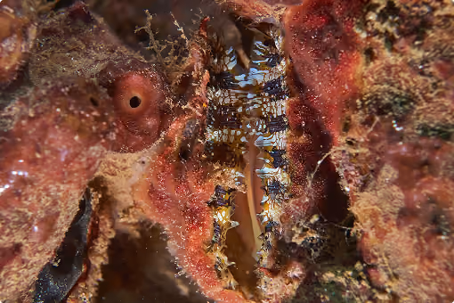 Close-up of a camouflaged fish or marine creature blending into a coral reef environment.